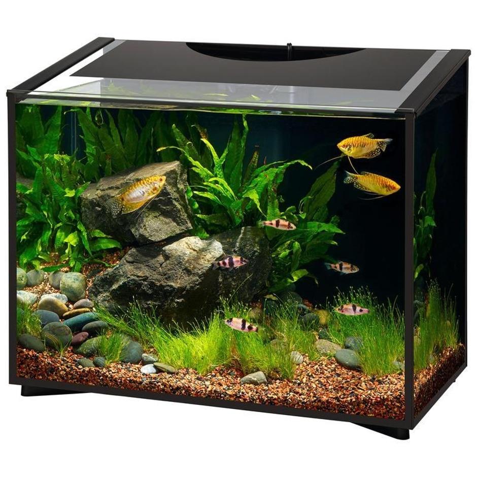 AQUEON ASCENT FRAMELESS LED AQUARIUM KIT 10 GAL 18X10X15 IN West Warwick RI Fall River MA Fish Bowl Aquarium Pet Mart