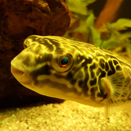 Spotted Puffer