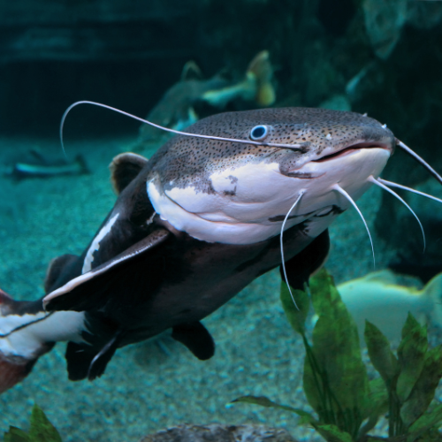 Redtail Catfish and Tiger Shovelnose Catfish