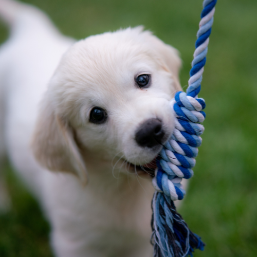 Puppy with rope