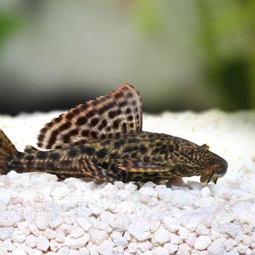 Royal Pleco