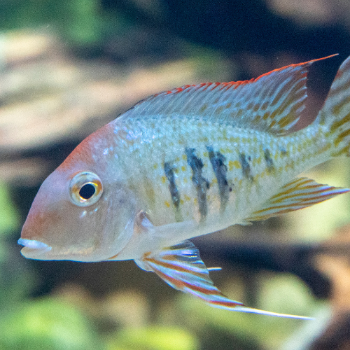 Geophagus