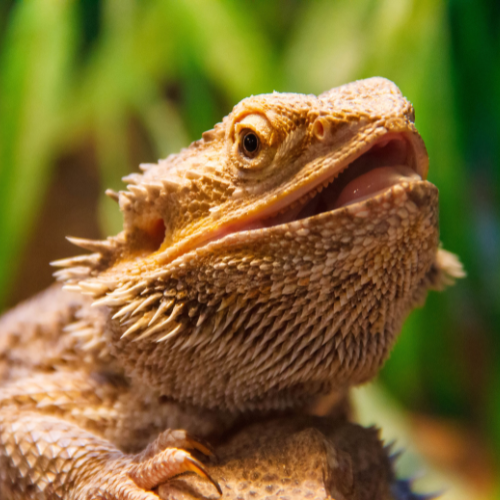 Bearded Dragon