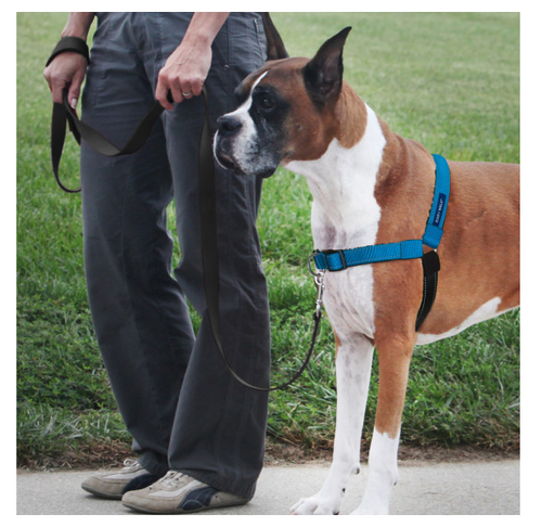 PetSafe Deluxe Easy Walk Ocean Blue & Black Dog Harness