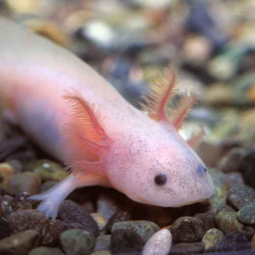 Axolotls