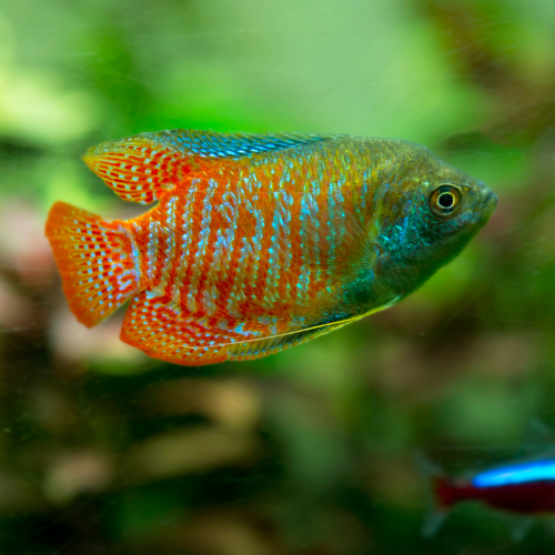 Dwarf Gourami