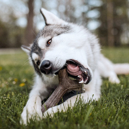 Benebone Maplestick