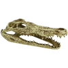 Komodo Alligator Skull (9)