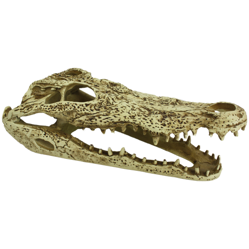 Komodo Alligator Skull (9)