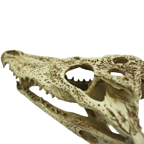 Komodo Alligator Skull (9)