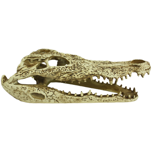 Komodo Alligator Skull (9)