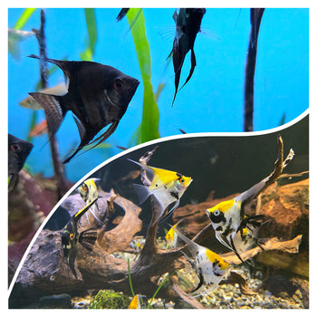 Split image of freshwater angelfish in an aquarium. Top shows dark angelfish swimming against a blue backdrop with green plants. Bottom features brightly colored angelfish with yellow and black markings, surrounded by driftwood and pebbles.