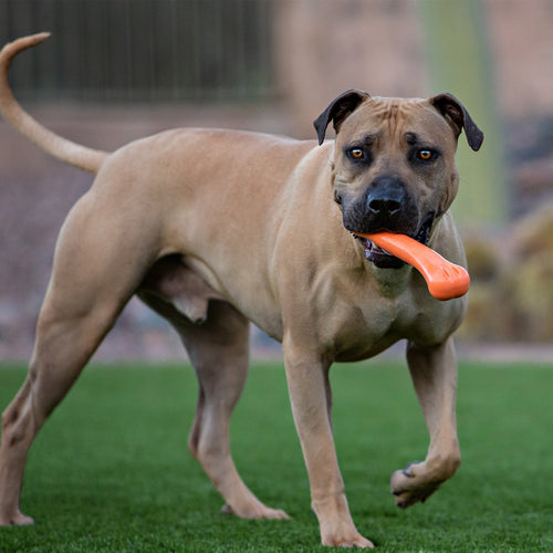 Jolly Pets FLEX-N-CHEW BONE (Yellow - 6 Inch)