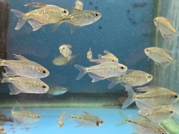 A school of small, translucent fish swims in an aquarium with a blue background. Their delicate fins and shimmering bodies create a serene, fluid motion.
