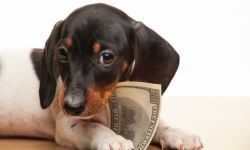 A dachshund puppy with a hundred dollar bill in its mouth.