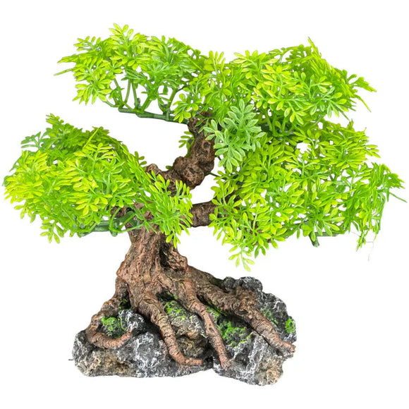 Komodo Bonsai Tree (17