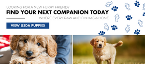 Looking for a new furry friend? Find your next companion today. Where every paw and fin has a home USDA Puppies