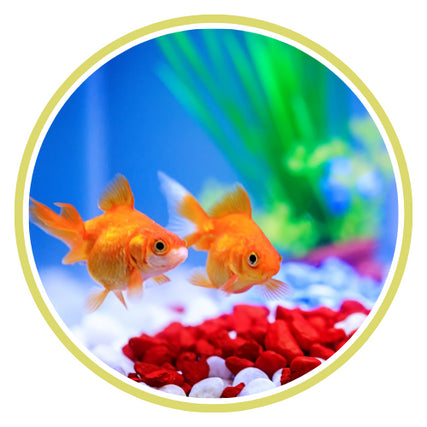 Pet Store Fish Bowl Aquarium Pet Mart