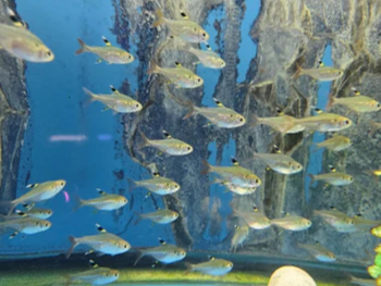 A school of small silver fish with black-tipped fins swims in a blue aquarium, creating a dynamic and lively scene against a rock-like backdrop.