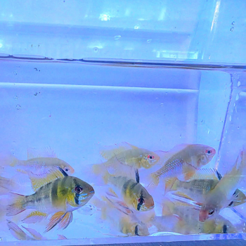 A group of small fish swim in a clear, blue-lit aquarium. The fish display vibrant yellow, green, and pink hues, creating a calm and colorful scene.