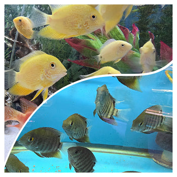 Two aquarium scenes: Top shows a vivid group of yellow fish near red and green plants, conveying a lively ambiance. Bottom captures darker fish swimming in calm, blue water.