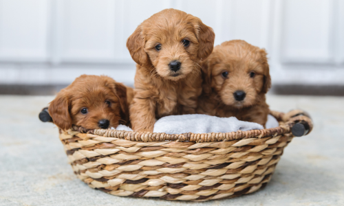 Goldendoodle puppies