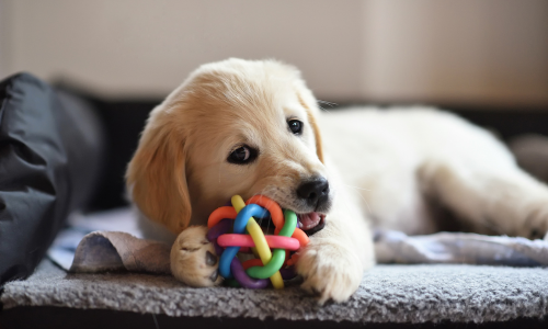 Golden retriever puppy