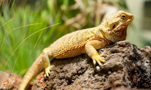 Bearded dragon