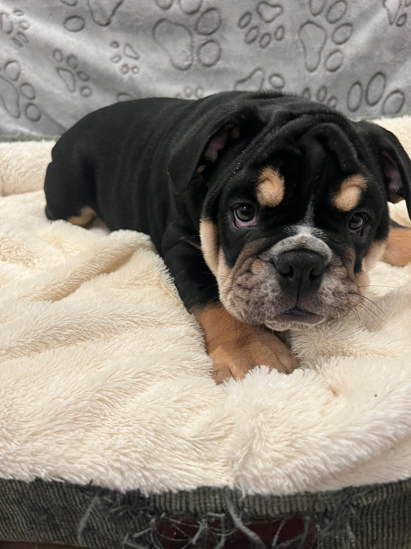 USDA Puppies West Warwick, RI Fall River, MA Fish Bowl Aquarium