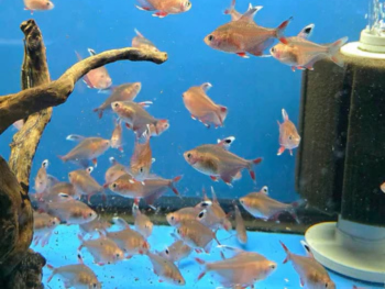 A vibrant school of small fish swims in a clear aquarium, set against a bright blue background. A curved piece of driftwood and an air filter add texture.