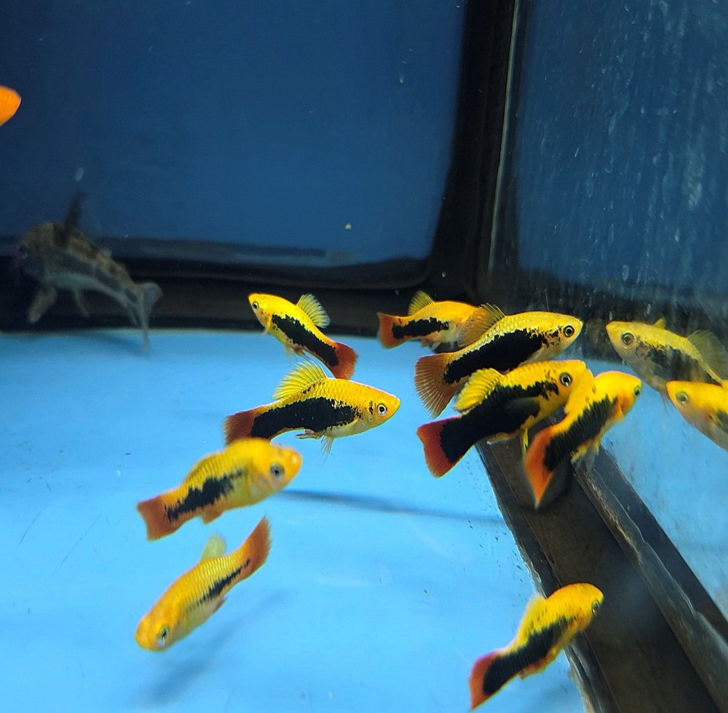 Available Fish - West Warwick, RI - Fall River, MA - Fish Bowl Aquarium ...