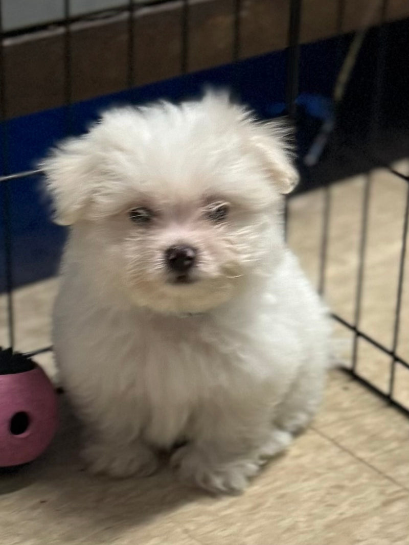 USDA Puppies West Warwick, RI Fall River, MA Fish Bowl Aquarium