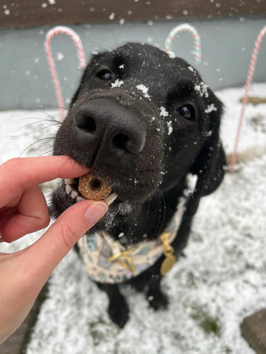 Shameless Pets Hole Lotta Cake Crunchy Dog Treats