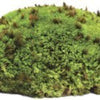 Galapagos Royal Pillow Moss 8QT