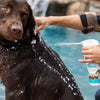 Vetericyn FoamCare® Pet Shampoo
