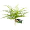 NATURALISTIC FLORA LACE FERN