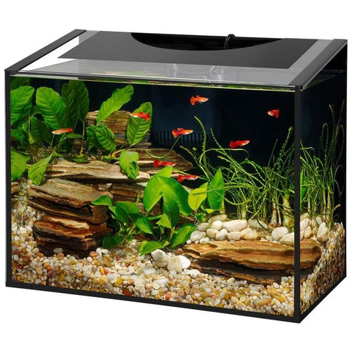 AQUEON ASCENT FRAMELESS LED AQUARIUM KIT (10 GAL-18X10X15 IN)